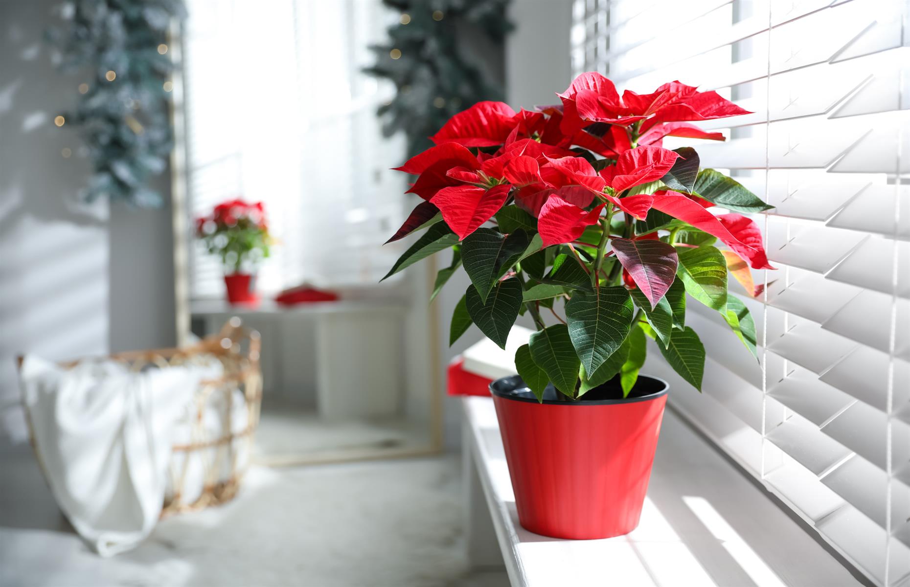 Toxic plant: poinsettia (Euphorbia pulcherrima)